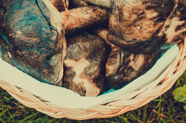 Brown Cap Boletus in a Basket