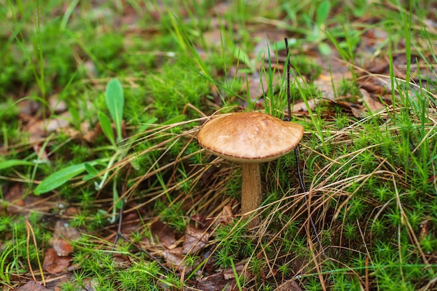 Brown cap edible wild mushroom (Leccinum) growing in the forest