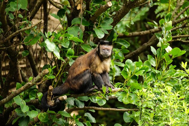 Foto scimmia cappuccino marrone su un albero allo zoo di wellington, nuova zelanda