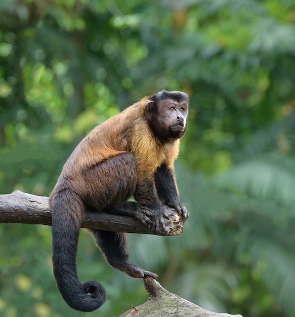 Tufted Capuchin Monkey Aka Macacoprego Into The Wild In Brazil