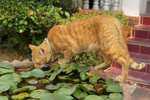 Brown cat on the bath