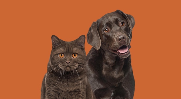 갈색 고양이와 개는 함께 어두운 주황색 배경에서 카메라를 보고 있습니다