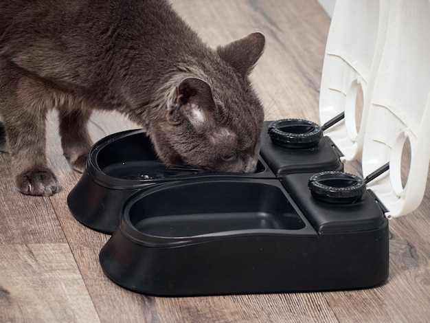 Brown cat eats from the automatic feeder