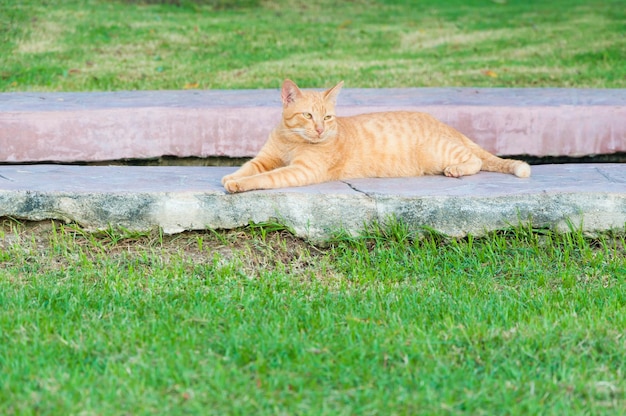 Gatto marrone in giardino