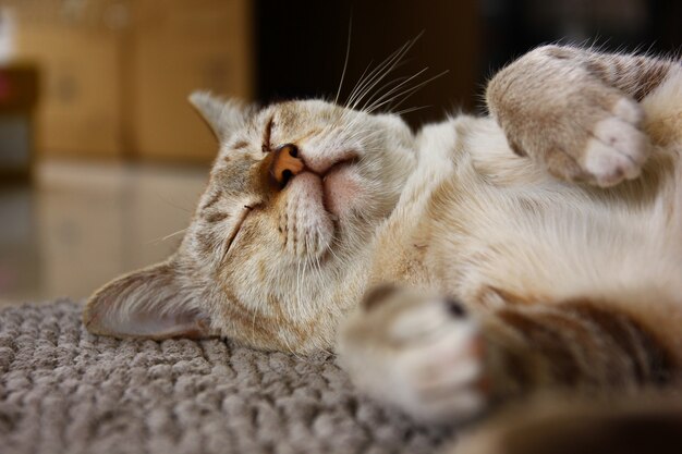 brown cat happy sleep on brown carpet