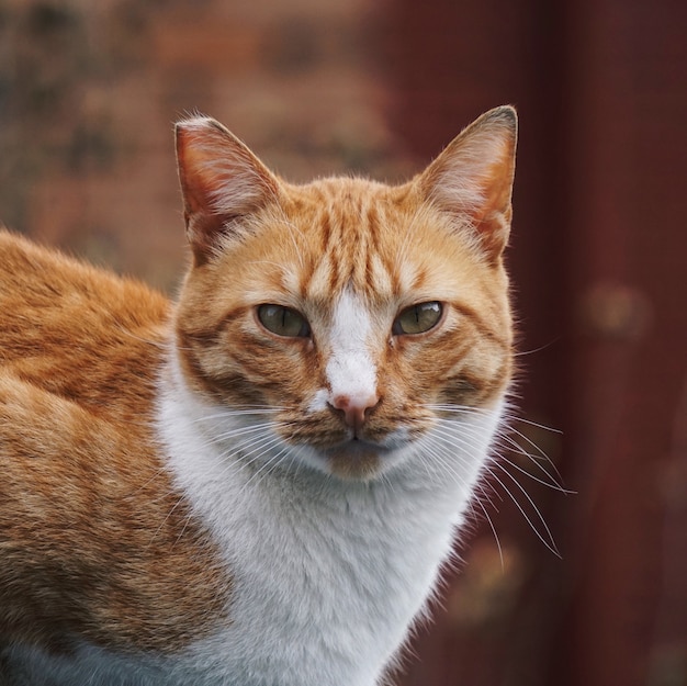 портрет коричневой кошки