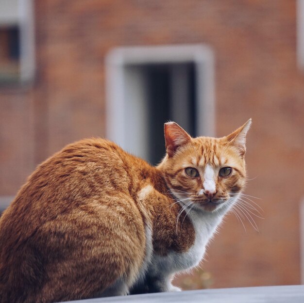 портрет коричневой кошки