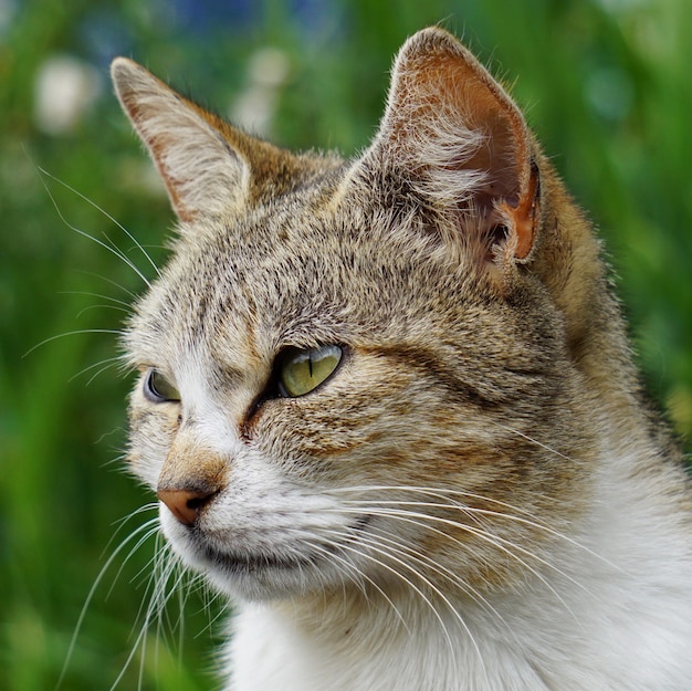 портрет коричневой кошки