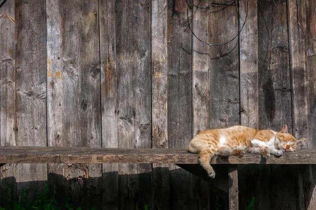 Brown cat relaxes under the sun