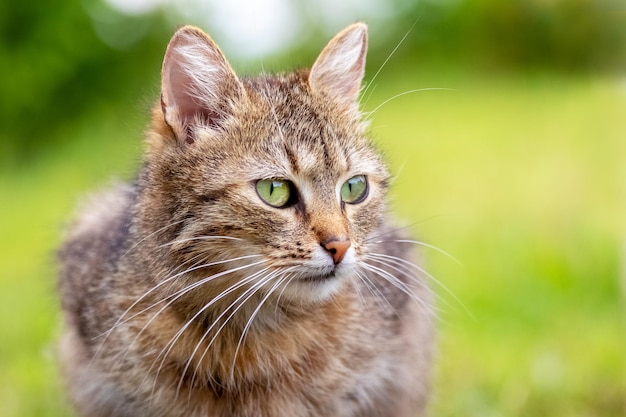 사진 흐릿한 배경 에 대해 정원 에서 주의 깊게 쳐다보는 갈색 고양이 고양이 초상화