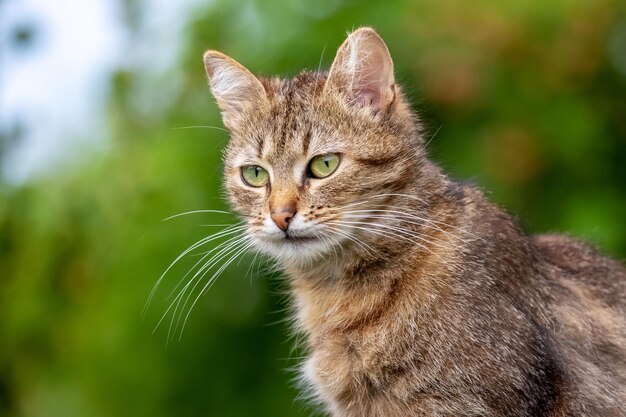 ぼんやりした背景の猫の肖像画を背景に庭で注意深く見つめる茶色い猫