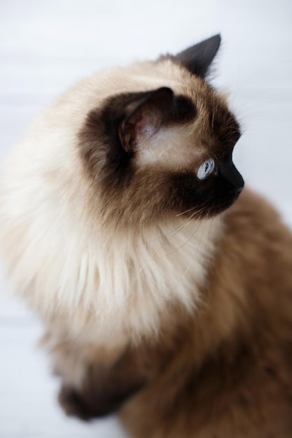 Foto il gatto marrone con gli occhi azzurri distoglie lo sguardo