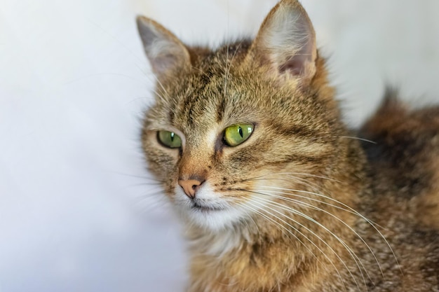 Foto gatto marrone con uno sguardo calmo e focalizzato su uno sfondo chiaro in primo piano