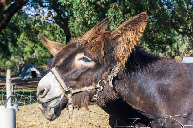 照片布朗在米黄色的加泰罗尼亚驴缰绳与长头发在他的耳朵