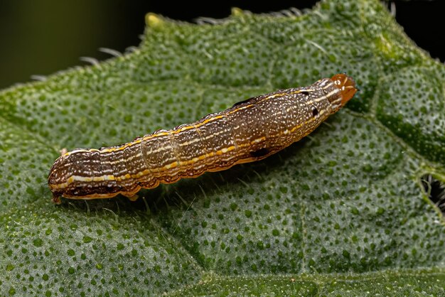 Brown Caterpillar Moth