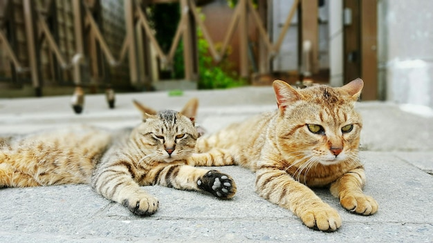 歩道でリラックスしている茶色い猫