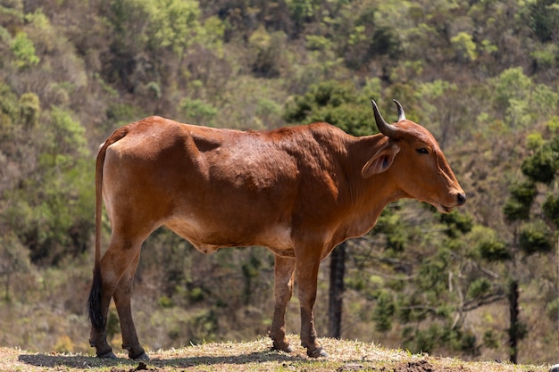 Brown cattle in the pasture