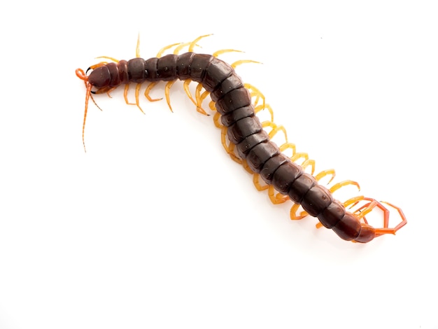 Brown centipede on white background