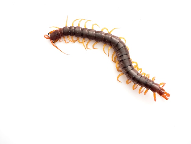 Brown centipede on white background