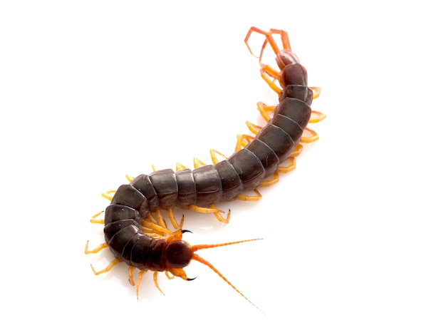 Brown centipede on white background