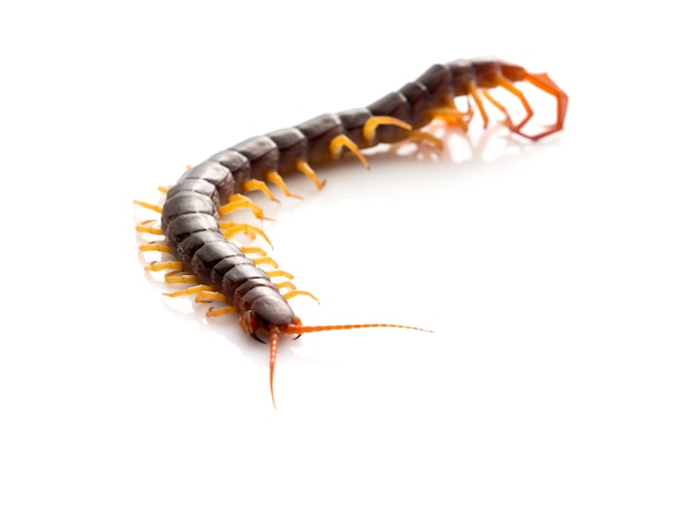 Brown centipede on white background