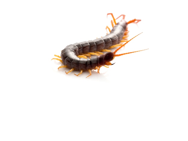 Brown centipede on white background