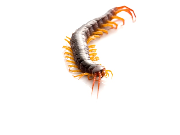 Brown centipede on white background