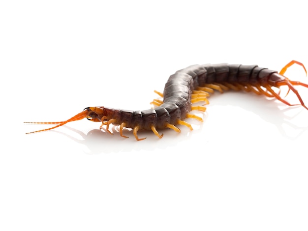 Brown centipede on white background