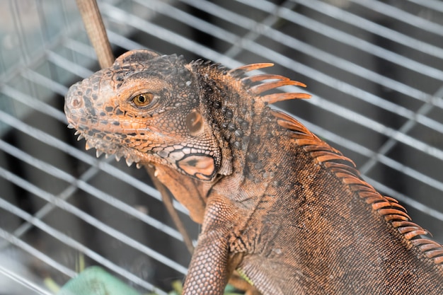 Brown chameleon In the cage