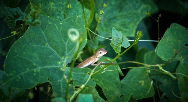 brown chameleon in green grass