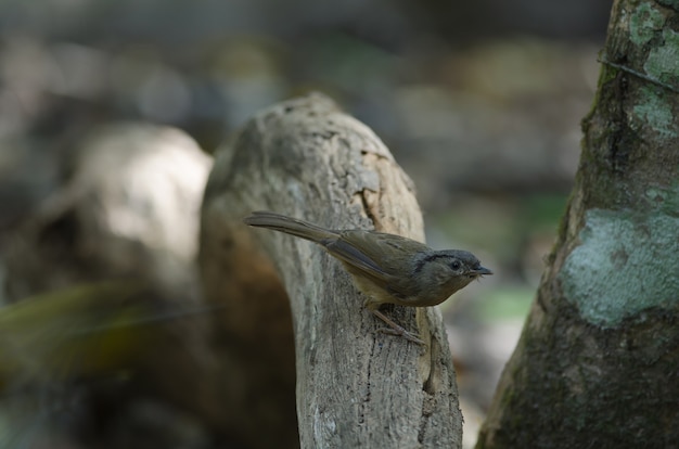 Brown-cheeked Fulvetta, Grey-eyed Fulvetta (Alcippe poioicephala) in forest Thailand