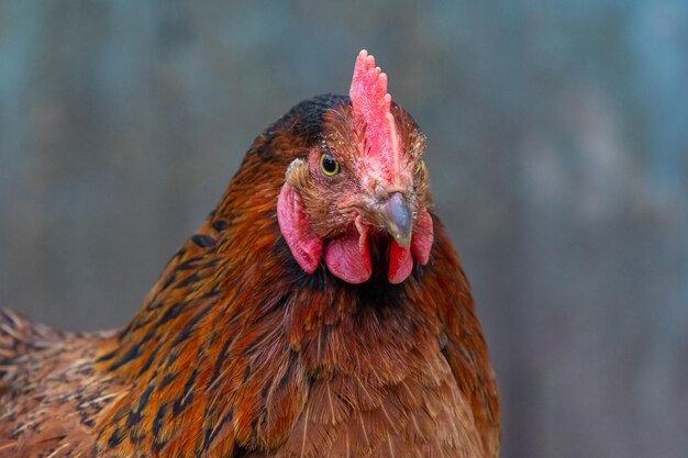 Photo brown chicken close up on a dark blurred background