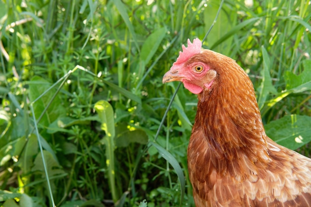 Brown chicken close-up stands in the middle of a green backyard