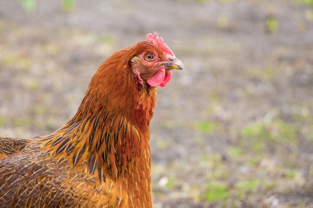 Brown chicken close up