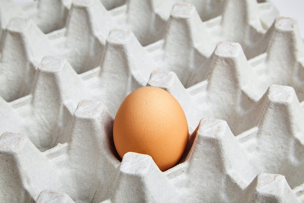 Brown chicken egg in tray