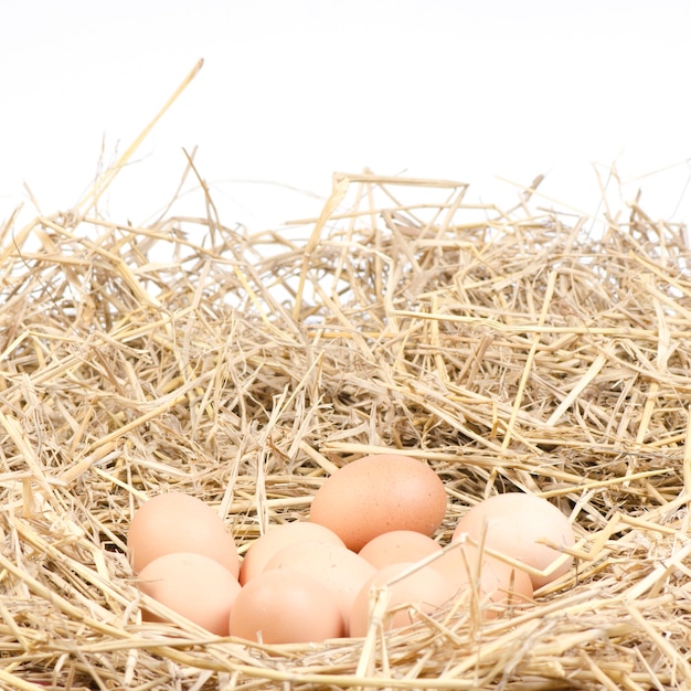 brown chicken eggs in a straw nest