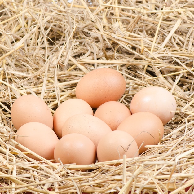 brown chicken eggs in a straw nest