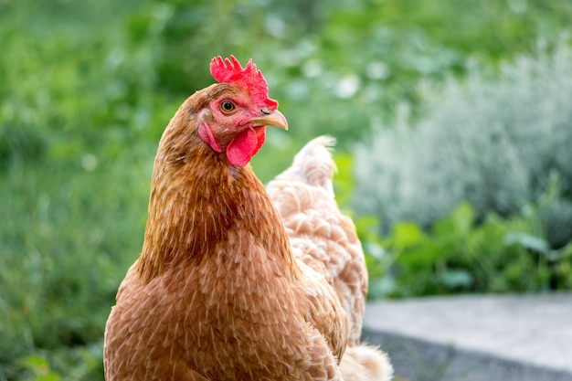 Brown chicken in the farm garden near the background of green grass