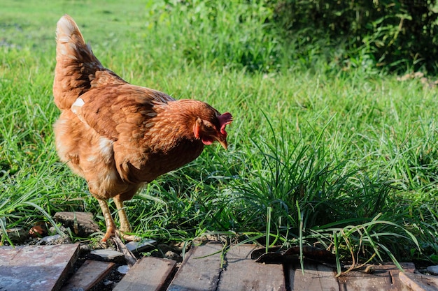 Brown chicken foraging on the ground