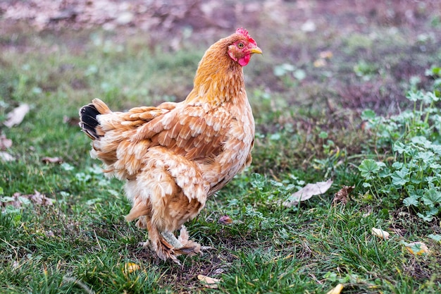 정원에서 갈색 닭. 가금류 사육 +