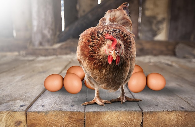 Brown chicken or hen with collection of fresh eggs