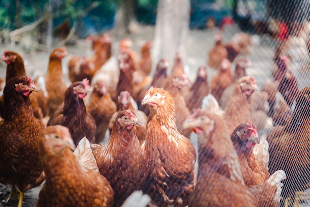 Foto pollo marrone o gallina nel cortile di una fattoria locale