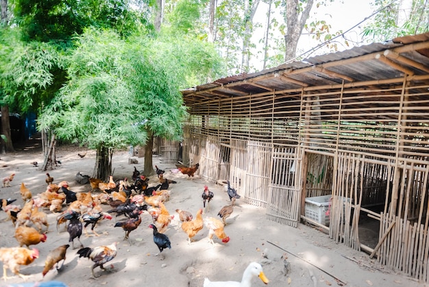 Foto pollo marrone o gallina nel cortile di una fattoria locale