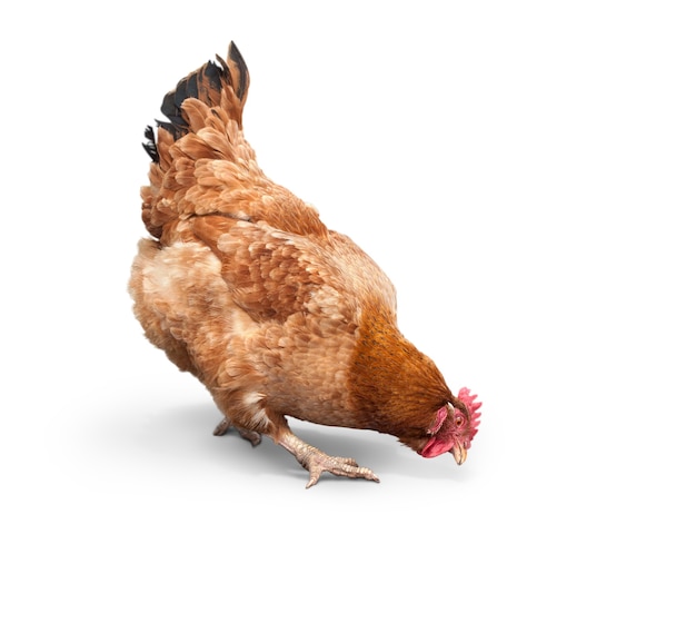 Brown chicken looking close to the floor. isolated on white