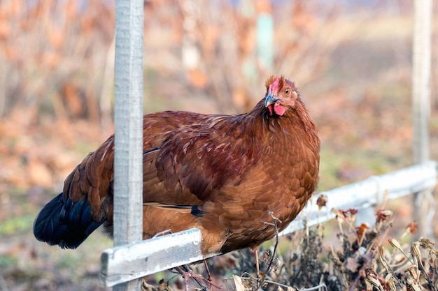 Brown chicken sitting on a crossbar in the garden on the farm Breeding of chickens