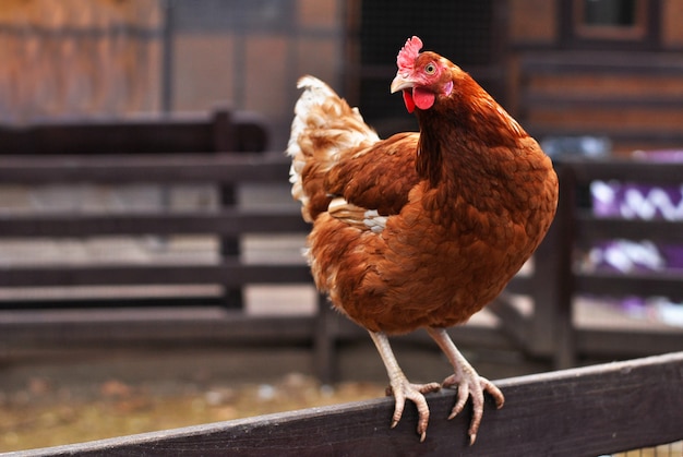 Коричневая курица, сидящая на курятнике, смотрит налево на дворе фермы