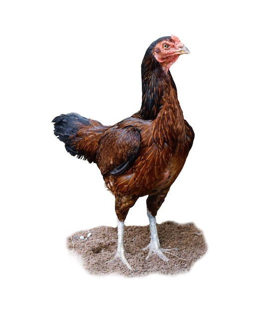 Brown chicken standing on the ground, isolated on a white background.