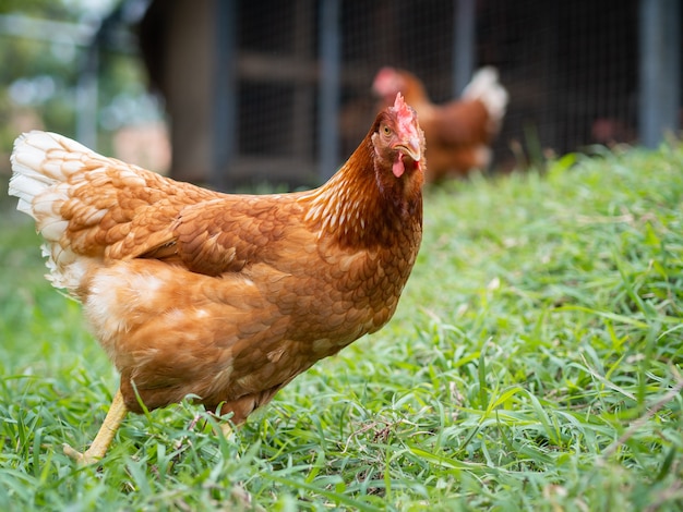 Brown chicken walking on the grass floor