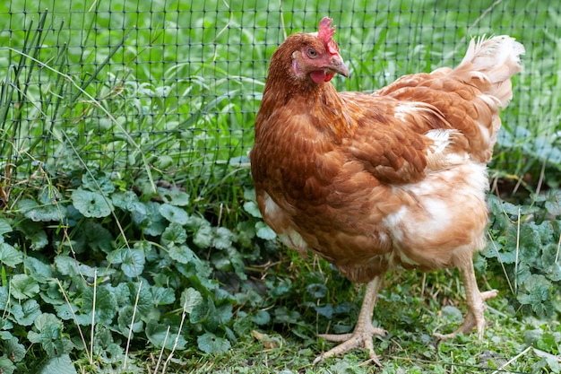 Brown chicken walks on green grass. Horizontal frame.