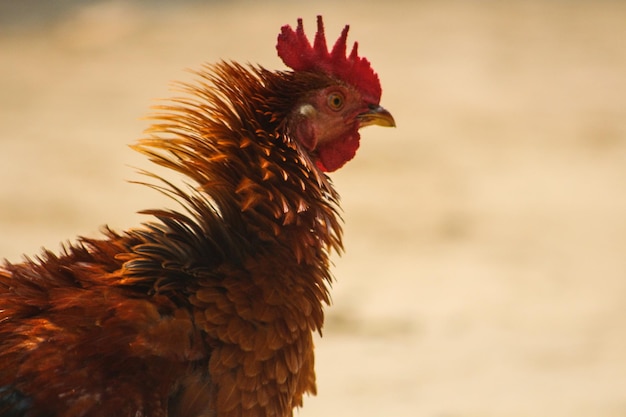 A brown chicken with a red crest